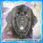 Превью фото № 86386