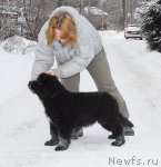 Превью фото № 86561