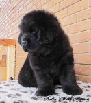 Превью фото № 86570