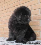 Превью фото № 86583