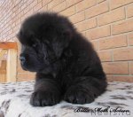 Превью фото № 86585