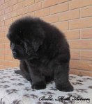 Превью фото № 86587