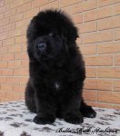 Превью фото № 86602