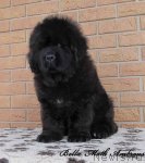 Превью фото № 86603