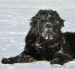 Превью фото № 86604