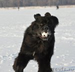 Превью фото № 86609