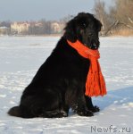 Превью фото № 86610