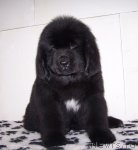 Превью фото № 86661