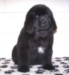 Превью фото № 86678