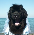 Превью фото № 86826