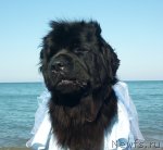 Превью фото № 86832