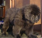 Превью фото № 87019