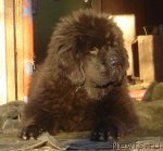 Превью фото № 87022