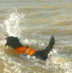 Превью фото № 87170