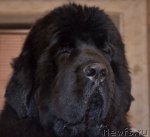 Превью фото № 87184