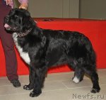 Превью фото № 87231