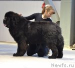 Превью фото № 87270