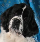 Превью фото № 87290