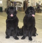 Превью фото № 87297