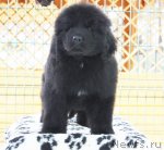 Превью фото № 87826