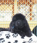 Превью фото № 87827