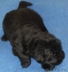 Превью фото № 87904