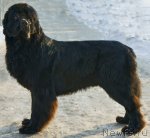 Превью фото № 87968