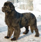 Превью фото № 87969