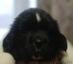 Превью фото № 88024