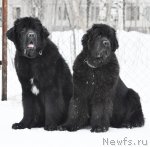 Превью фото № 88389