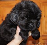 Превью фото № 88441