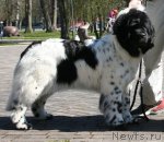 Превью фото № 88528