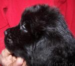 Превью фото № 8853