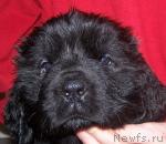 Превью фото № 8855