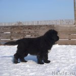 Превью фото № 88773