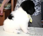 Превью фото № 89086