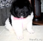 Превью фото № 89093