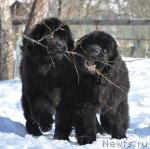 Превью фото № 89240