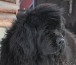 Превью фото № 89332