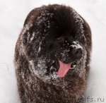 Превью фото № 89397