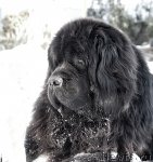 Превью фото № 89416