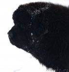 Превью фото № 89432