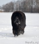 Превью фото № 89437