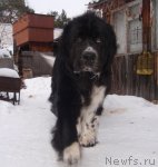 Превью фото № 89493