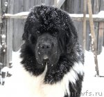 Превью фото № 89572