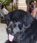 Превью фото № 8959