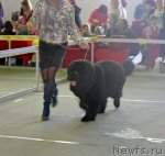 Превью фото № 89603