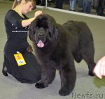 Превью фото № 89607