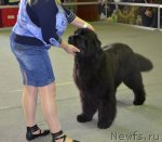 Превью фото № 89611