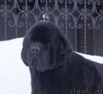 Превью фото № 89666